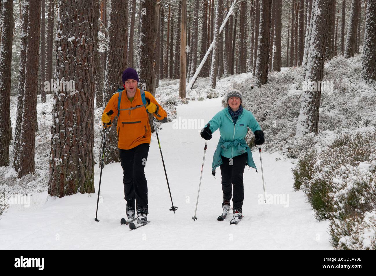 Skilanglauf genießen wunderschöne schneebedeckte Pisten im Wald im Rothiemurchus Estate im Cairngorms National Park, Scottish Highlands, Schottland Stockfoto