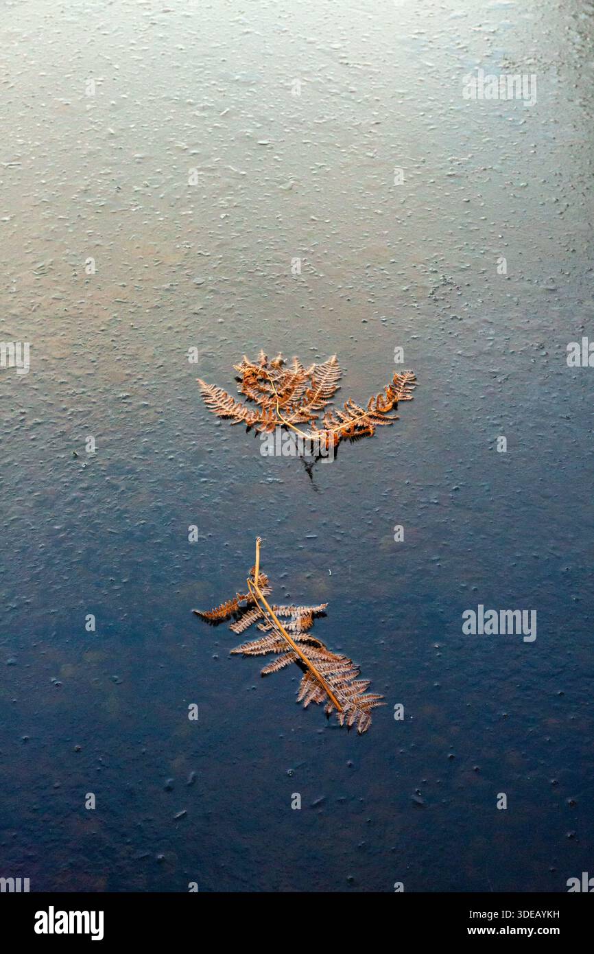 Farnwedel auf der Oberfläche eines gefrorenen Sees. Winterszenen an einem eiskalten Tag im Cairngorms National Park, Schottland Stockfoto