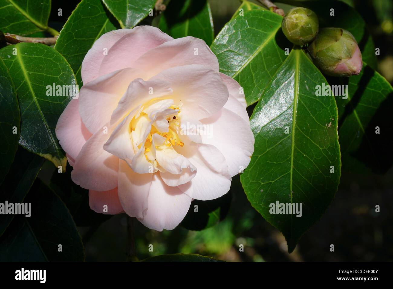 Schöne blassrosa Kamelienblume auf immergrünem Sträucher. Frühlingsblüte im Garten. blumenhintergrund Stockfoto