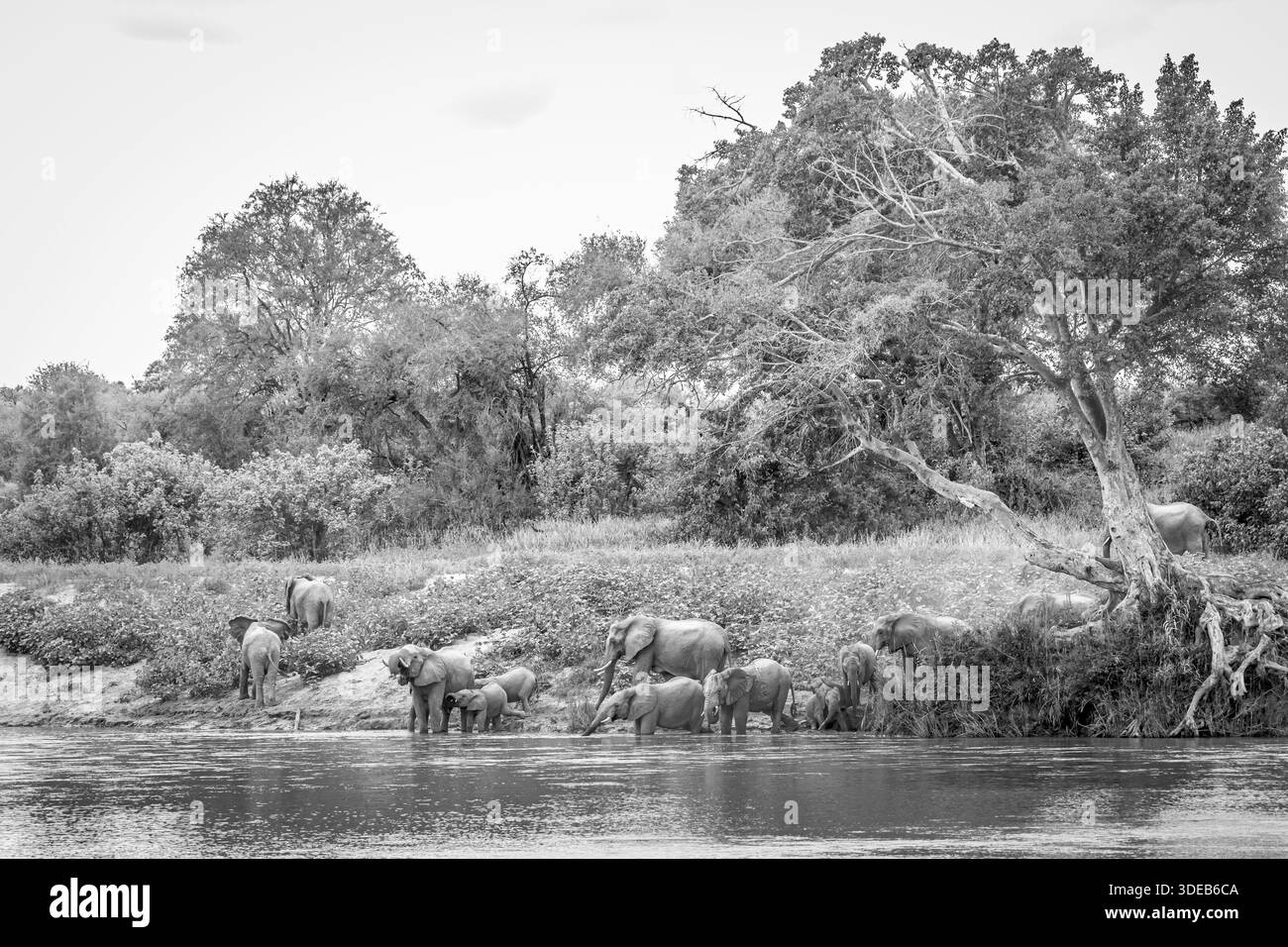 Afrikanische Buschelefantenherde trinkt in Flusslandschaft im Greater Kruger National Park, Südafrika; Specie Loxodonta africana Familie von Elep Stockfoto