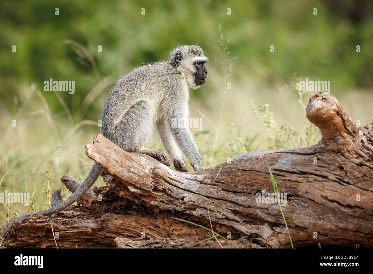 Vervet Affe auf einem Holzstamm im Greater Kruger National Park, Südafrika; Specie Chlorocebus pygerythrus Familie der Cercopithecidae Stockfoto