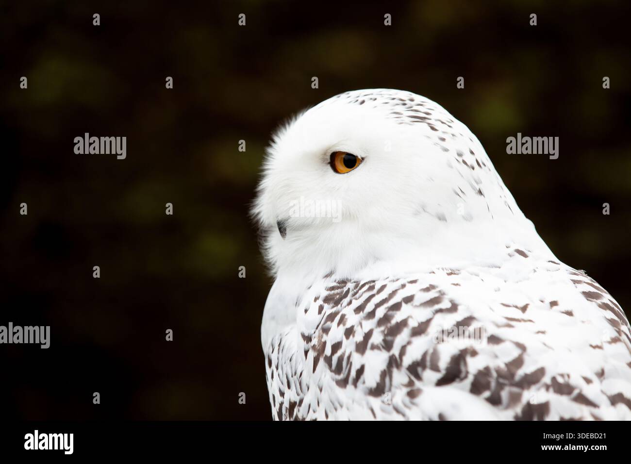 Schneeeule aus nächster Nähe mit seitlichem Blick auf den Vogel Stockfoto