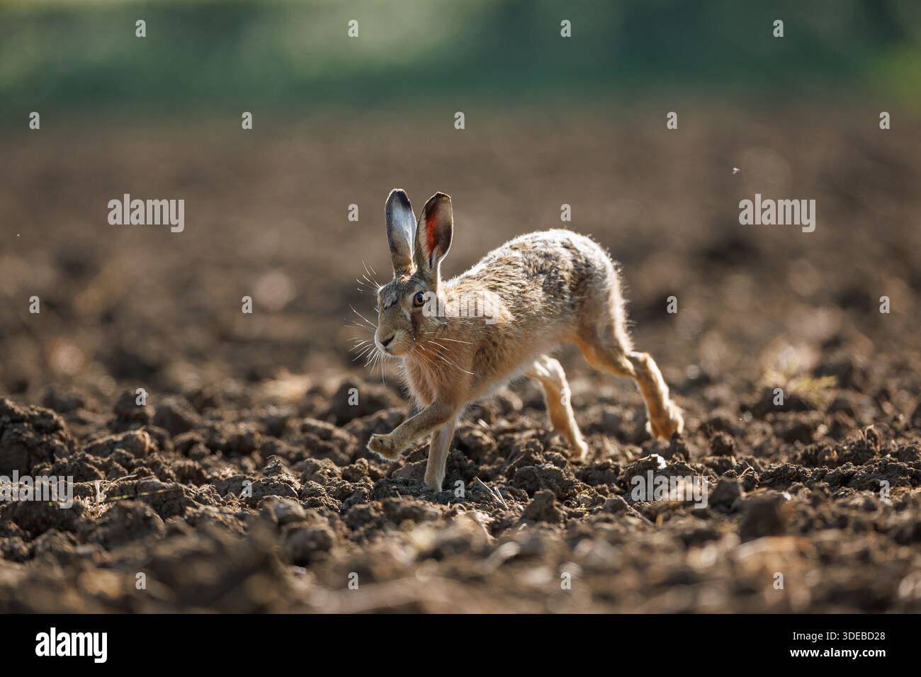 Hare in der cotswold Landschaft Stockfoto