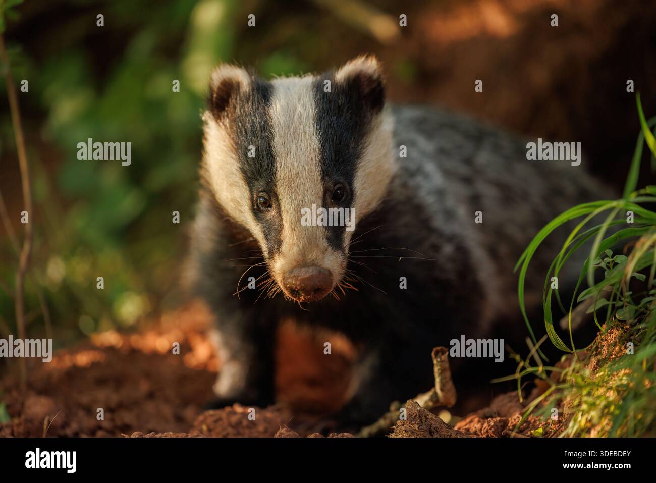 Walddachs Stockfoto