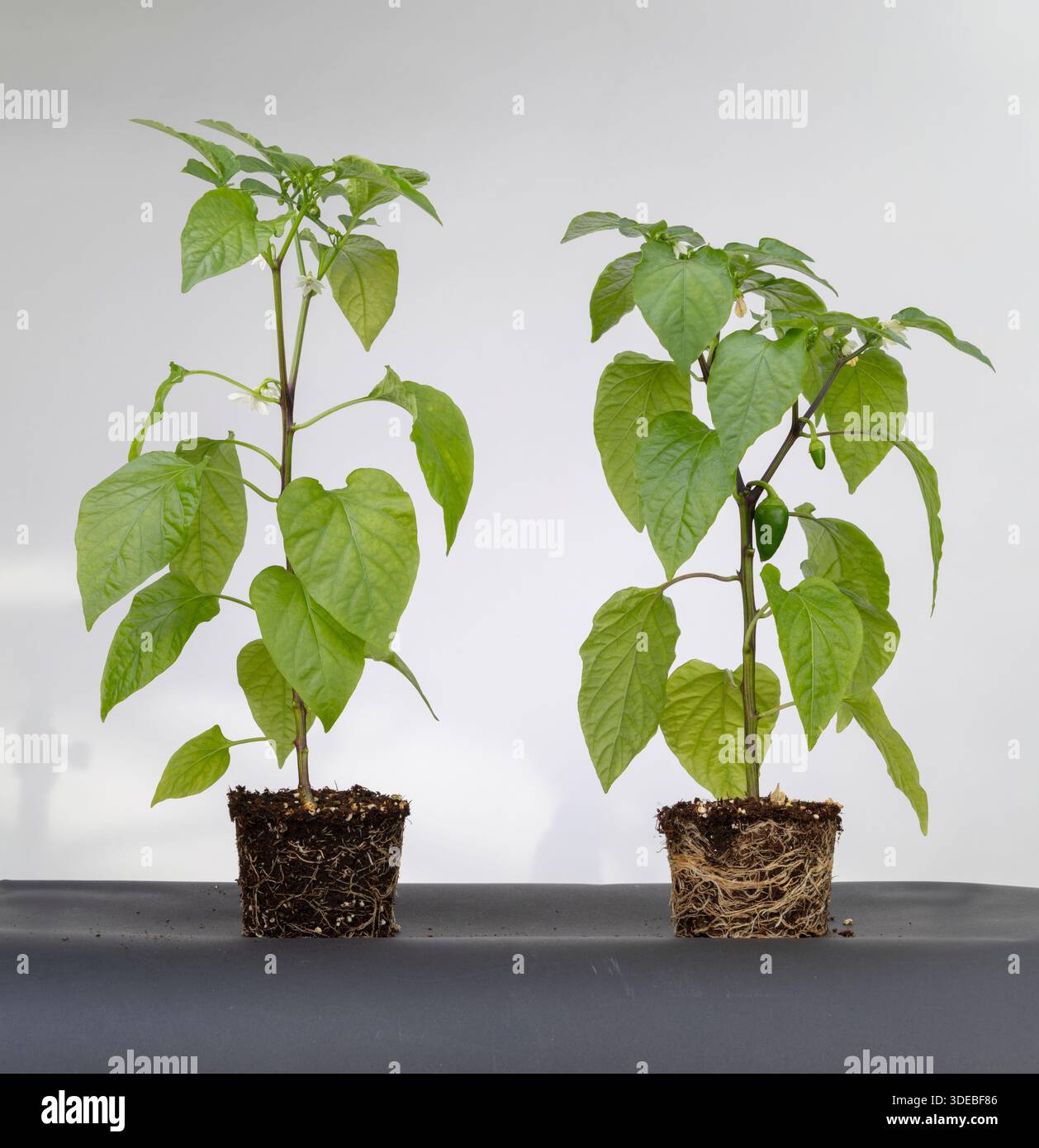 Zwei Pfefferpflanzen mit unterschiedlichen Entwicklungsstadien und sichtbaren Wurzelsystemen Stockfoto