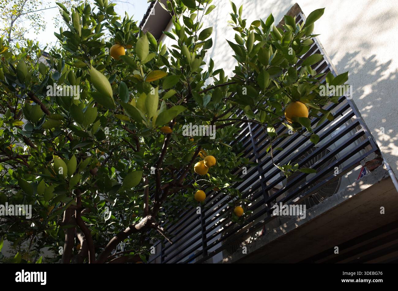 Der Landschaftsgrapefruitbaum ist voller Früchte Stockfoto