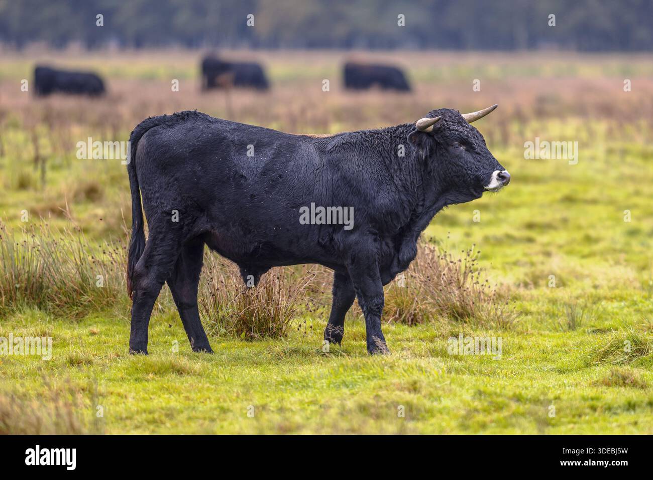 Sayaguesa Bulle, das ist eine vom Aussterben bedrohte spanische Rasse von Hausrindern. Sayaguesa wurde im Naturschutz verwendet. Naturszene in der EU Stockfoto