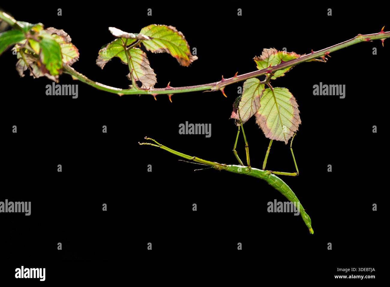 Stachelstäbchen-Insekte Acanthoxyla geisovii, die an ihrer Futterpflanze Bramble hängen, halten ihre beiden Vorderbeine aus, um ihre stäbchenähnliche App zu übertreiben Stockfoto