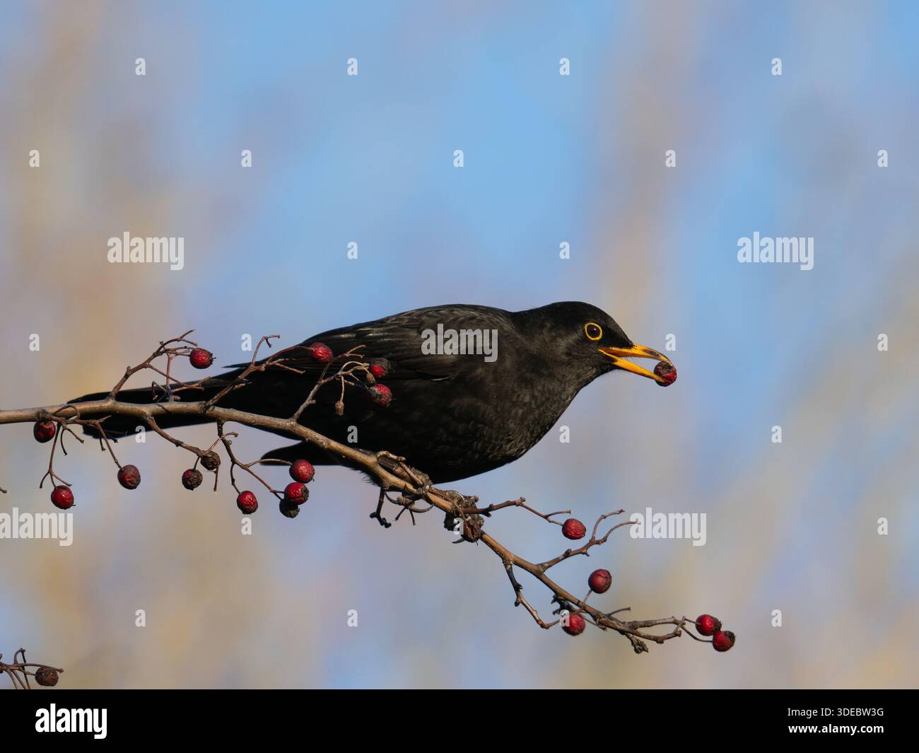 Blackbird isst Winterbeeren UK [Turdus Merula] Stockfoto
