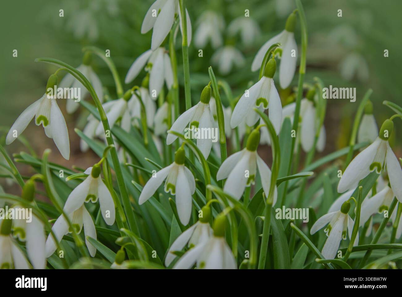 Schneeglöckchen oder gewöhnliche Schneeglöckchen (Galanthus nivalis) Blüten. Nahaufnahme von blühenden Schneeglöckchen in einem Garten. Erste Frühlingsblumen Stockfoto