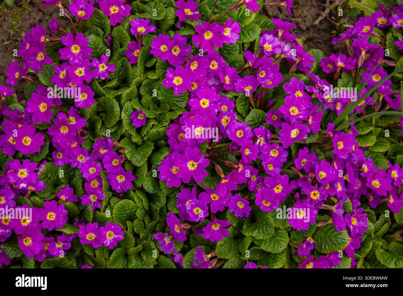 Violette Blumen von Primula im Frühlingsgarten, Hintergrund mit Draufsicht. Violette Primula vulgaris, Primrose. Blühende Primula (Primula Vulgaris). Federrücken Stockfoto