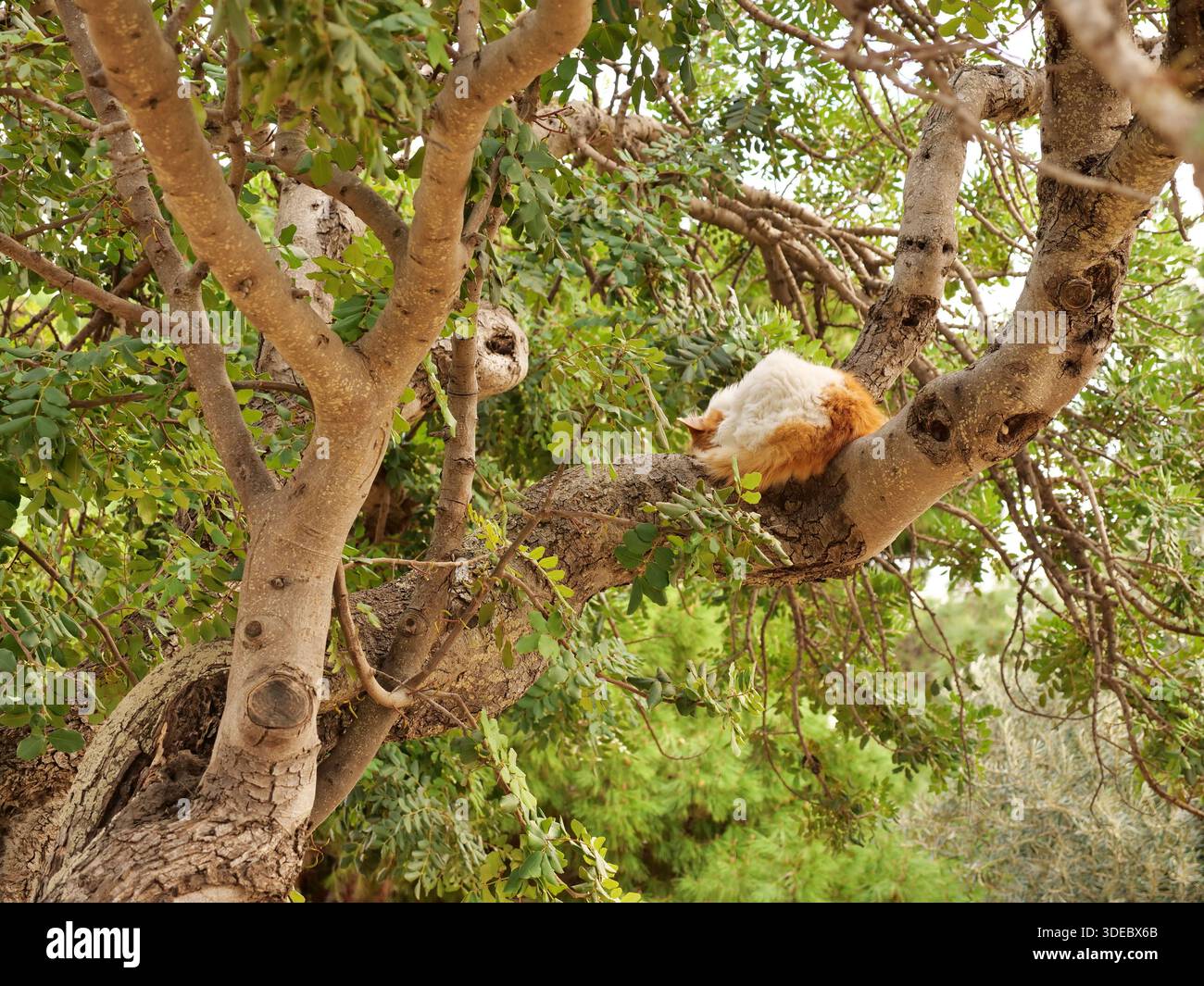 Ingwer und weiße Katze schlafen auf dickem Baumzweig, flauschige Katze, die in grünem Laubbaum schläft, Haustier in der Natur, süße Ingwerkatze im Freien. Stockfoto