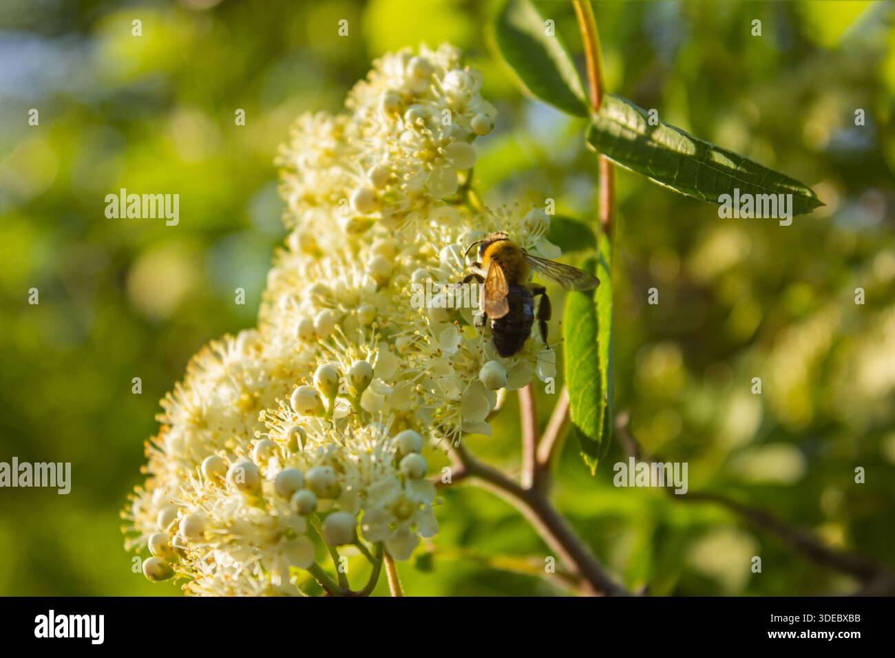 Eine Honigbiene arbeitet an den Blüten eines blühenden rowan. Der Vogelbaum blüht in voller Blüte. Anfang Frühling. Sorbus aucuparia. Makrobild schließen. Stockfoto