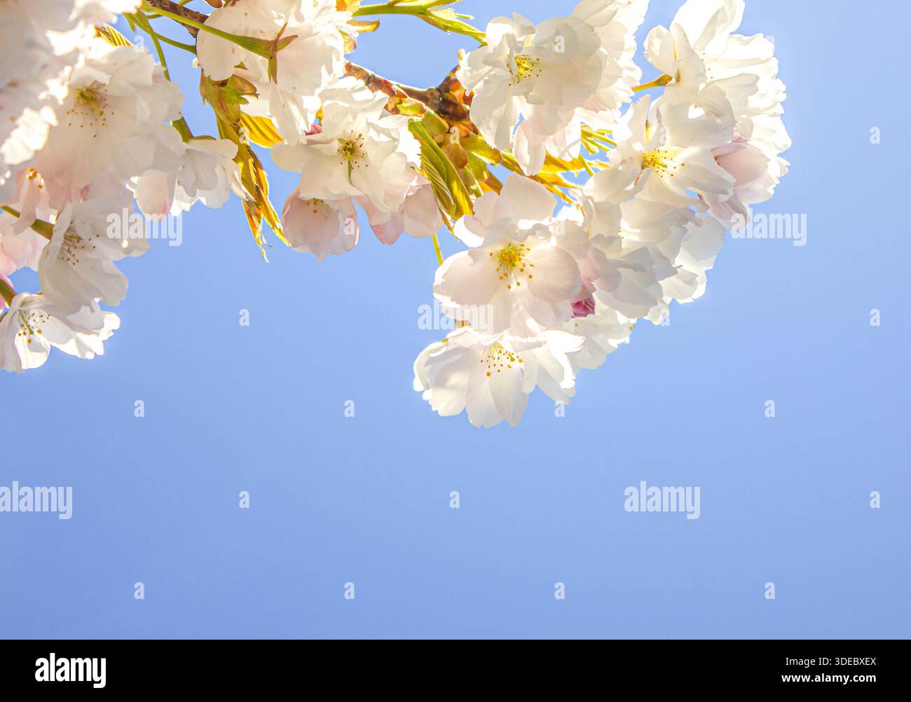 Blüte der weißen Sakura Blumen auf einem Frühlingsbaumzweig über blauem Himmel Hintergrund mit Kopierraum für Text oder Design. Stockfoto