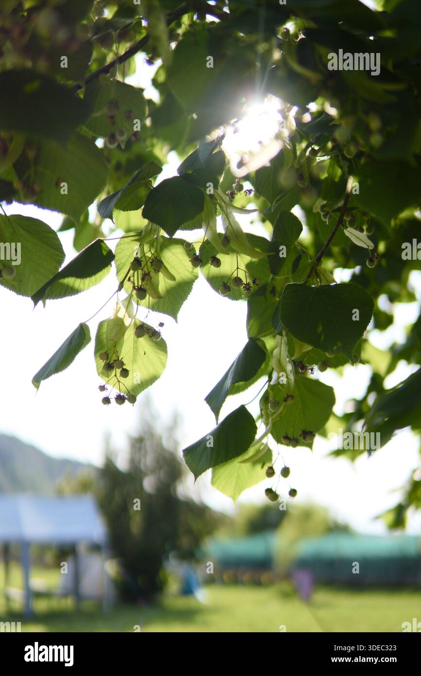 Reise rumänien transilvania targu mures grüne Lindenblätter und entwickeln Samen, die Sonnenlicht im Sommergarten fangen Stockfoto