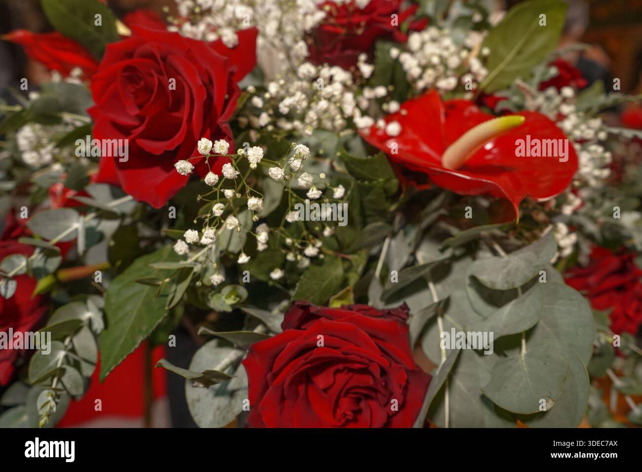 Exquisiter Hochzeitsstrauß mit tiefroten Rosen, glänzenden Anthurien und grünen Eukalyptusblättern. Eine Mischung aus klassischen und modernen Blumenelementen. Stockfoto