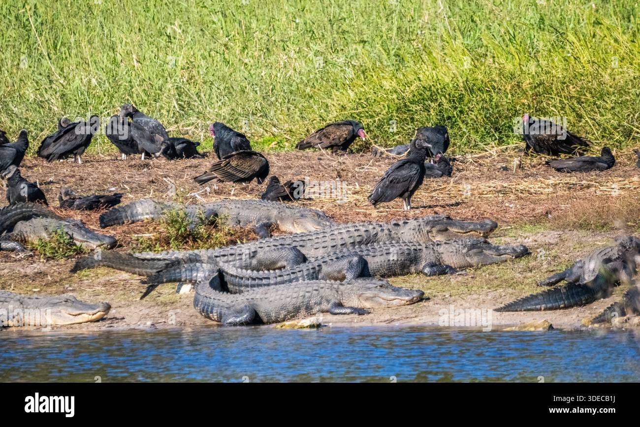 Amerikanische Alligatoren am Ufer des Myakka River im Myakka River State Park in den USA Stockfoto