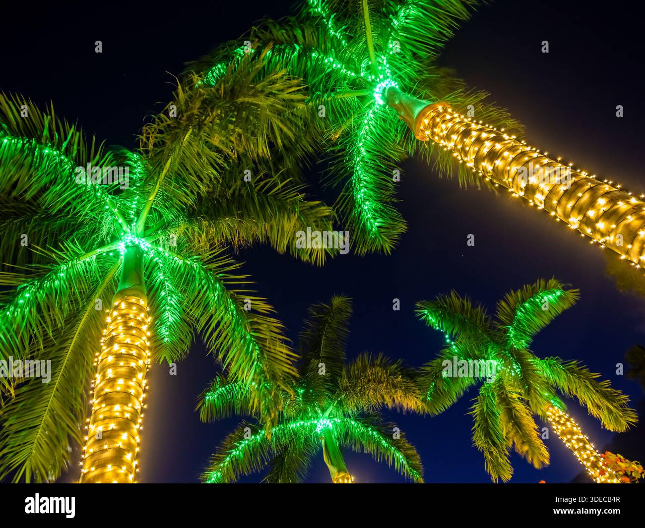 Blick auf die Palmenspitzen mit weißen und grünen weihnachtslichtern, die die Palmen in Venice Florida USA schmücken Stockfoto