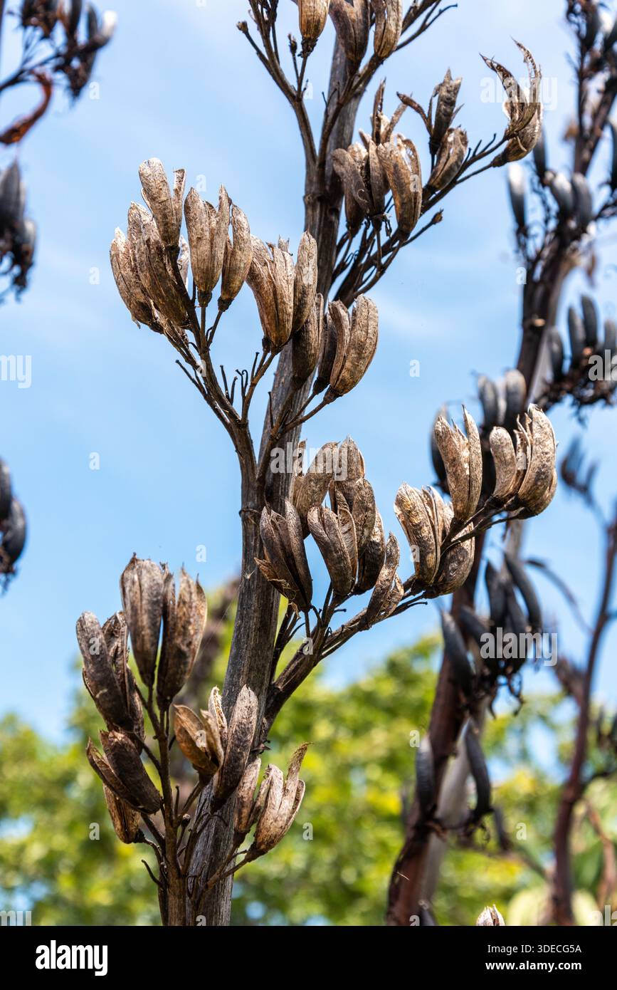 Native neuseeland pflanzen -Fotos und -Bildmaterial in hoher Auflsung   Alamy