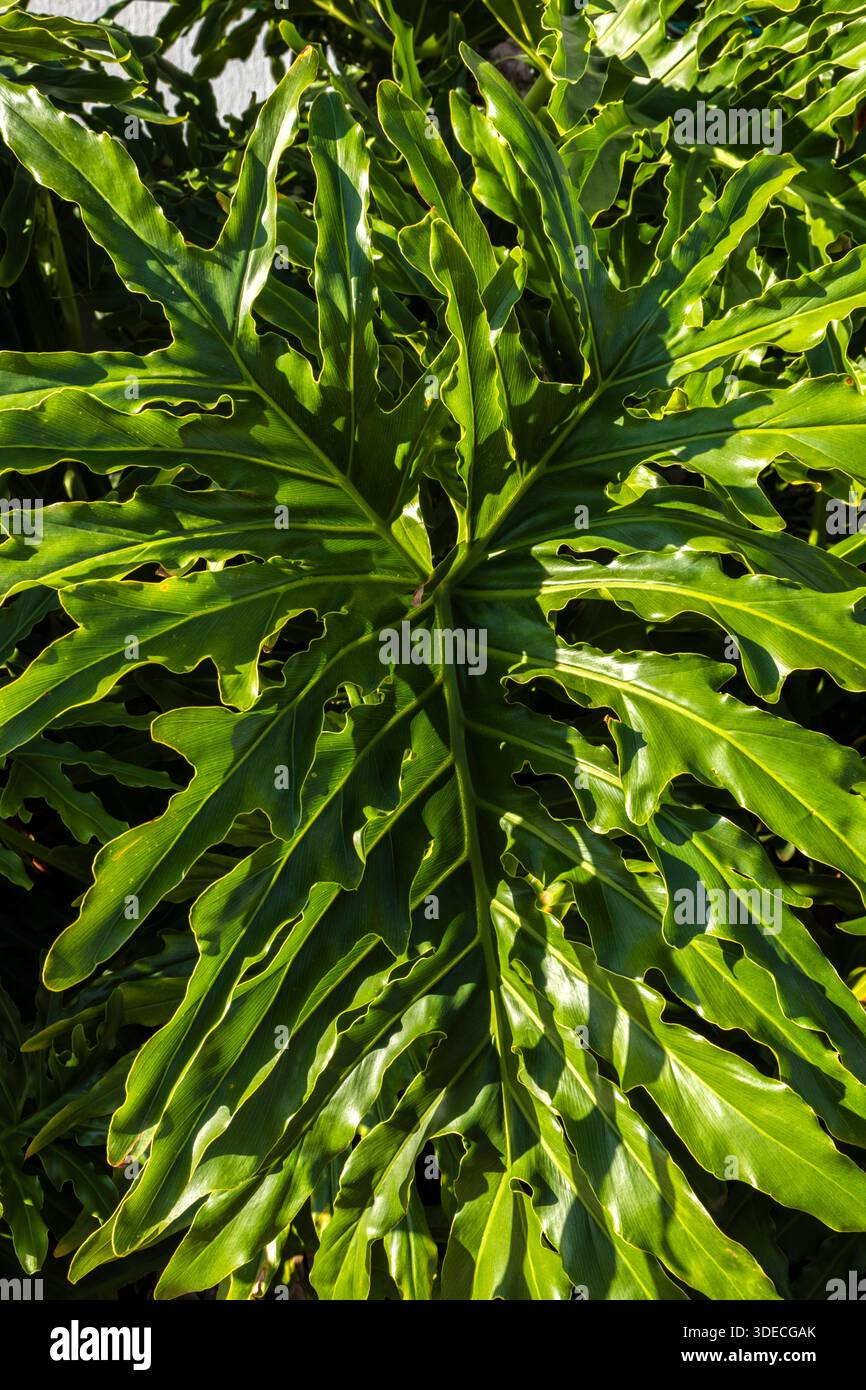 Üppiges Detail von Philodendron bipinnatifidum Blatt. Hebt Textur, Muster und leuchtendes Grün hervor. Ideal für Botanik, Ökologie oder tropische Flora Stockfoto