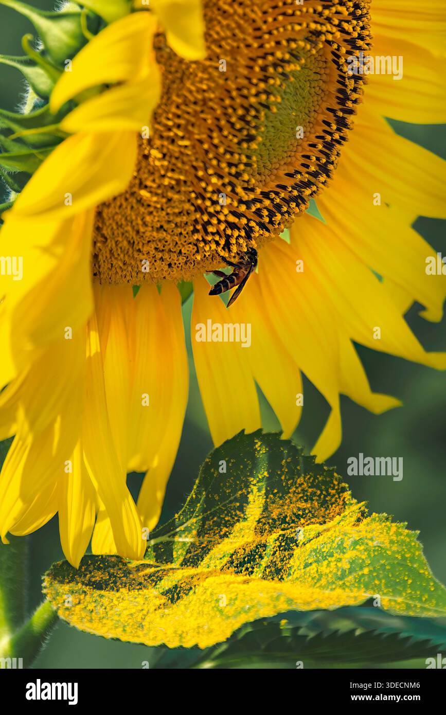 Nahaufnahme einer leuchtend gelben Sonnenblume mit einer Honigbiene, die Nektar sammelt, mit einem grünen Blatt, das mit hellen goldenen Pollen bestäubt ist. Stockfoto
