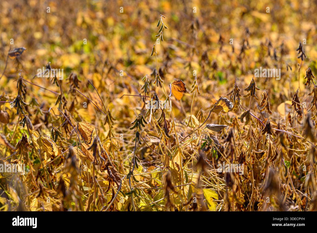 Nahaufnahme der Sojabohnenpflanzen der Spätsaison strukturierte Schoten, erdbraune Farbpalette mit gewellten Blättern und ineinander verwobenen Stängeln, verwitterte Schoten mit gelegentlichem Grün Stockfoto