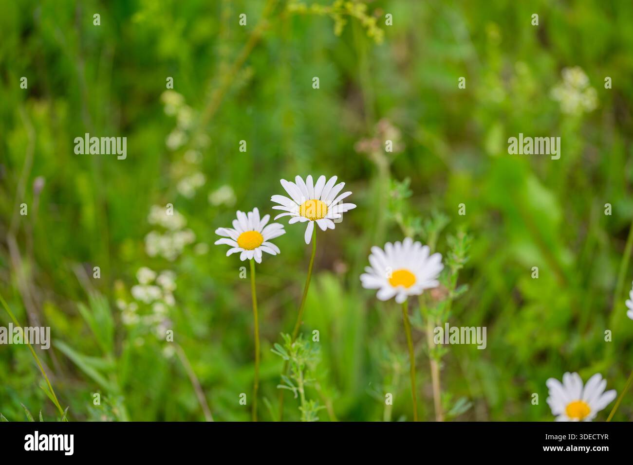 Ein schöner, ruhiger Blick auf blühende Gänseblümchen inmitten einer lebhaften grünen Landschaft, die die einzigartige Schönheit der Natur zeigt Stockfoto