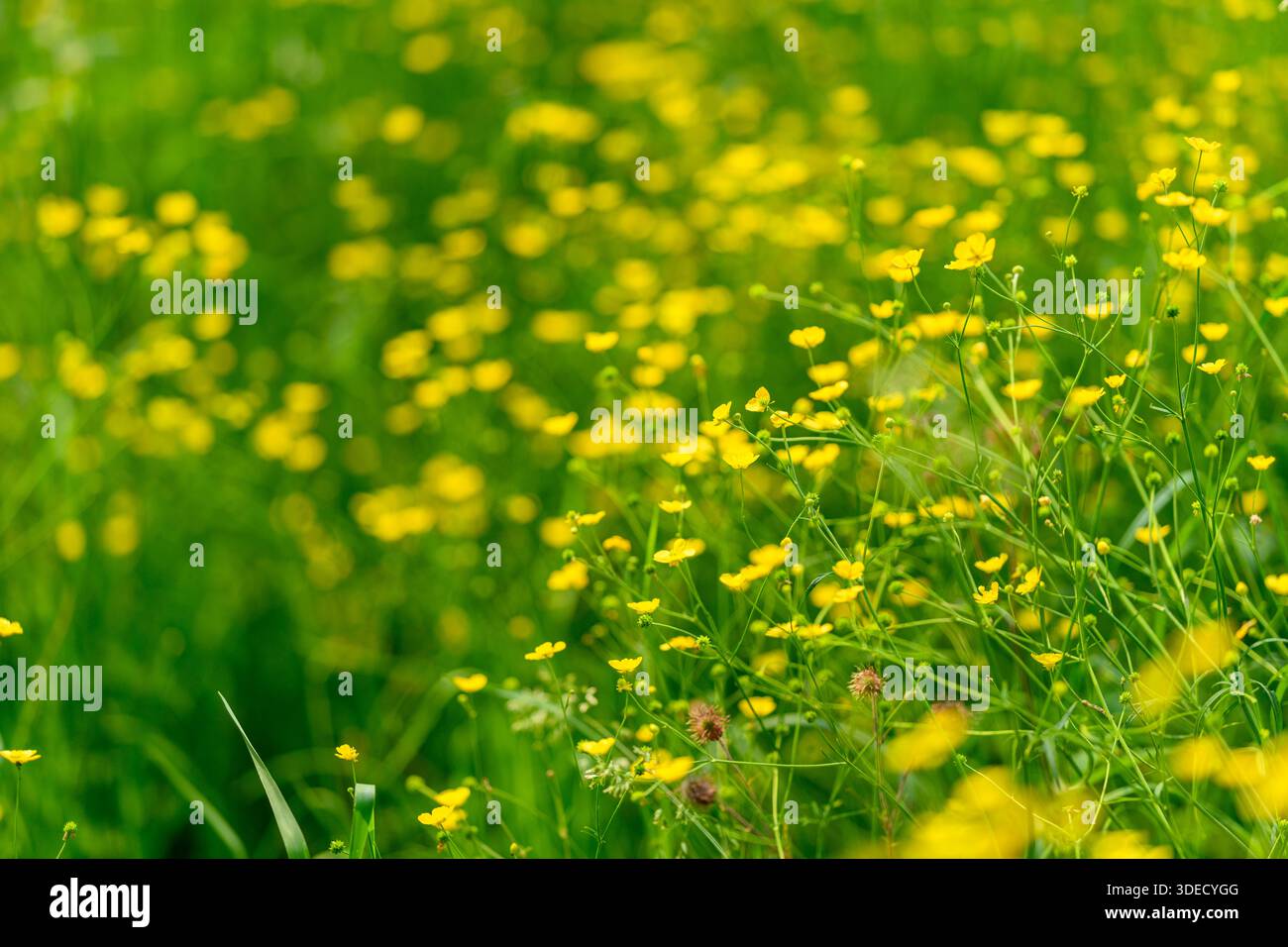 Eine üppige, weitläufige Wiese mit einer Fülle von leuchtend gelben Wildblumen inmitten lebendiger grüner Gräser Stockfoto