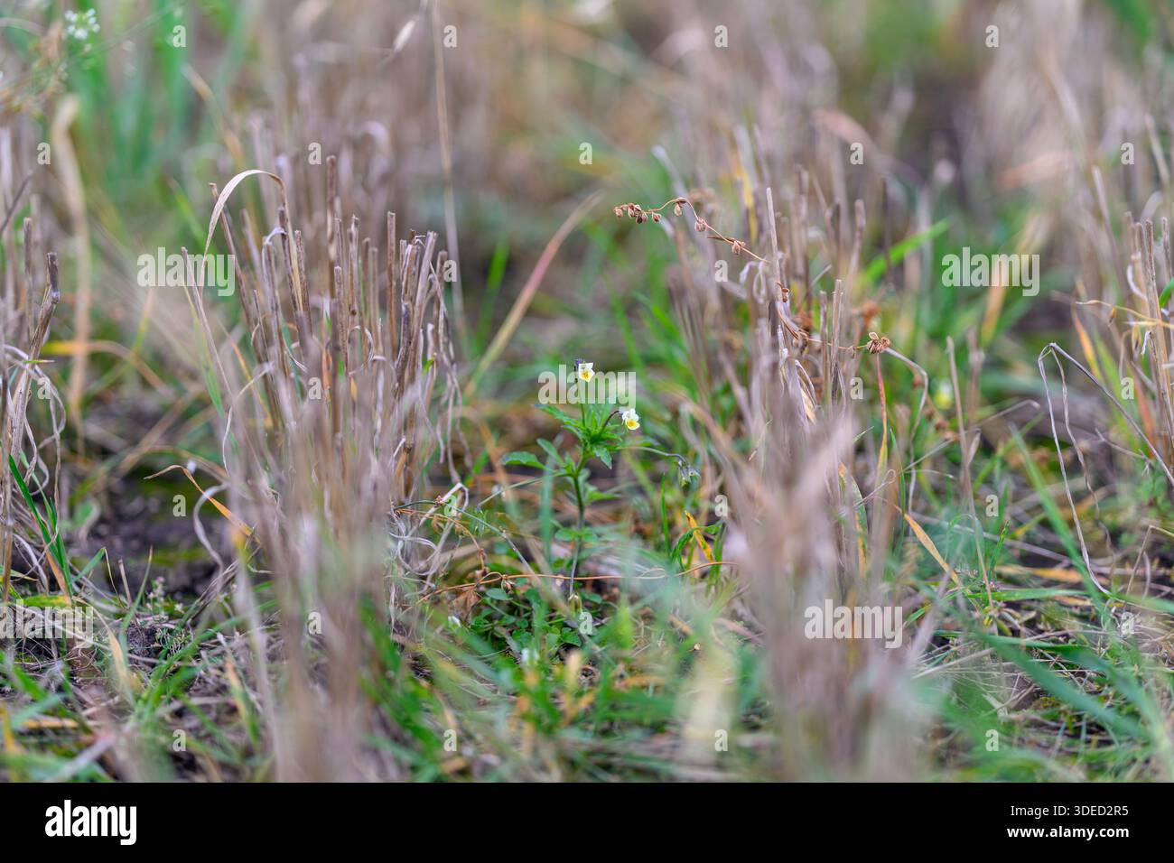 Eine Nahaufnahme mit wildem Gras mit zarten Blumen, die die einzigartige Schönheit der Natur perfekt einfangen Stockfoto