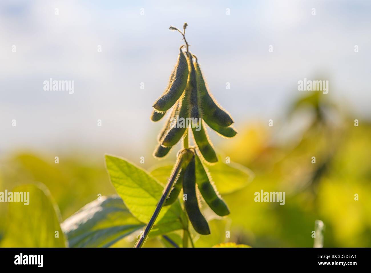 Sonnendurchflutete Sojabohnenschoten, die am Stiel hängen, scharfe, hintergrundbeleuchtete Kanten mit winzigem Tau auf samtigen Schotenoberflächen, geringe Tiefe der Feldisolierung von Plant ag Stockfoto