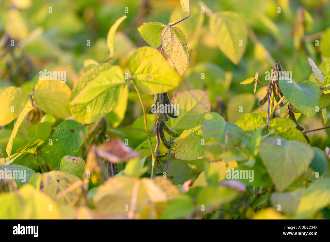 Junge Sojabohnen-Schoten in scharfem Fokus, papierförmige Schoten-Textur und feine Haare sichtbar, subtile Farbvariationen, die auf Nährstoffstatus hinweisen, wissenschaftlich Stockfoto