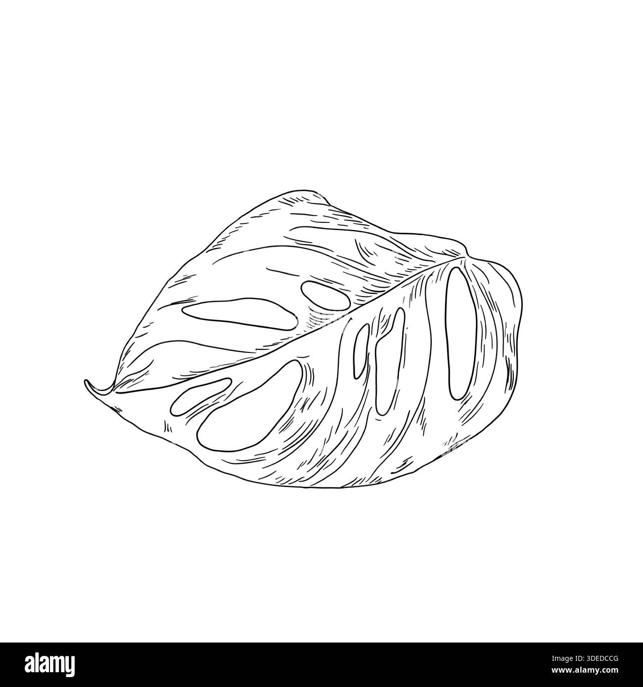 Monstera-Blatt, Schwarzwei-Skizze. Vektorabbildung. Tropische Bume,  isoliert auf weiem Hintergrund. Grne ppige Wildpflanzen und frische  Stock-Vektorgrafik - Alamy
