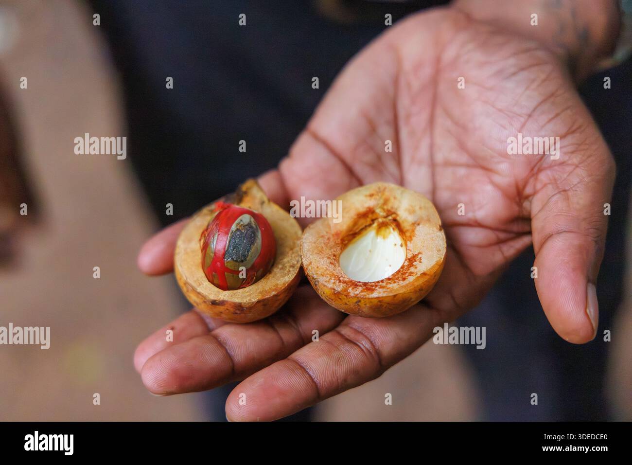 Frische Muskatnuss-Frucht mit rotem Pfeffer und Samen in der Hand, tropisches Gewürz Stockfoto