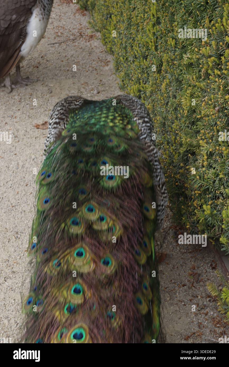 Pfau in einem Garten Stockfoto