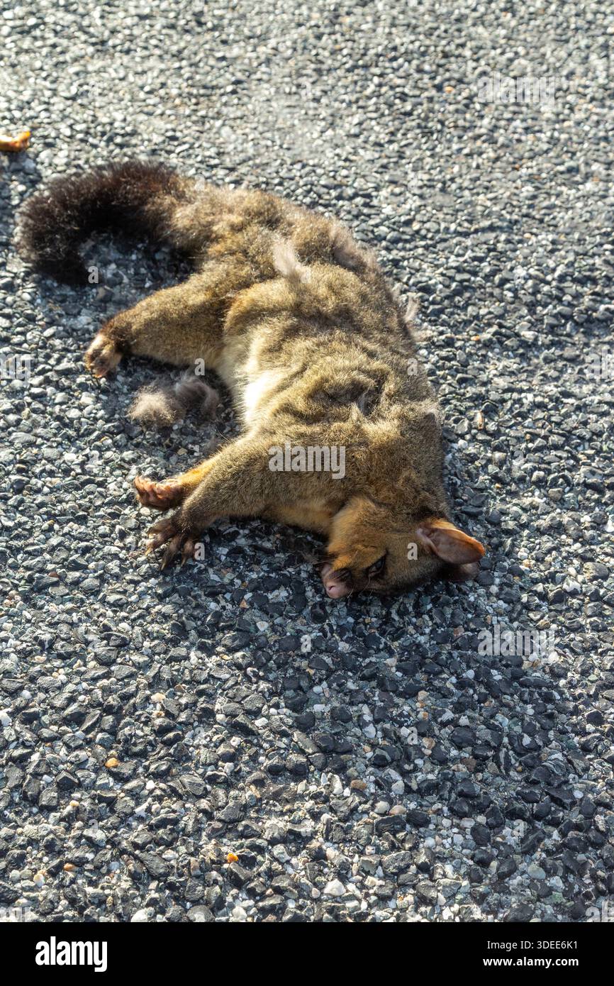 Ein totes Opossum, das auf einer Straße liegt, Queenstown, Otago, Neuseeland Stockfoto