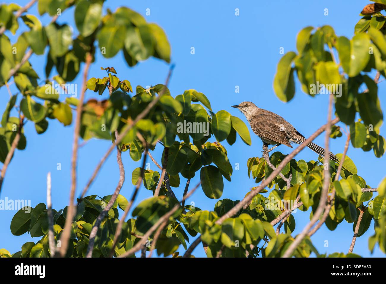 Bahama-Spottvogel Mimus gundlachii, auf einem Giftbaum, Pine Cay, Turks- und Caicosinseln, Juli Stockfoto