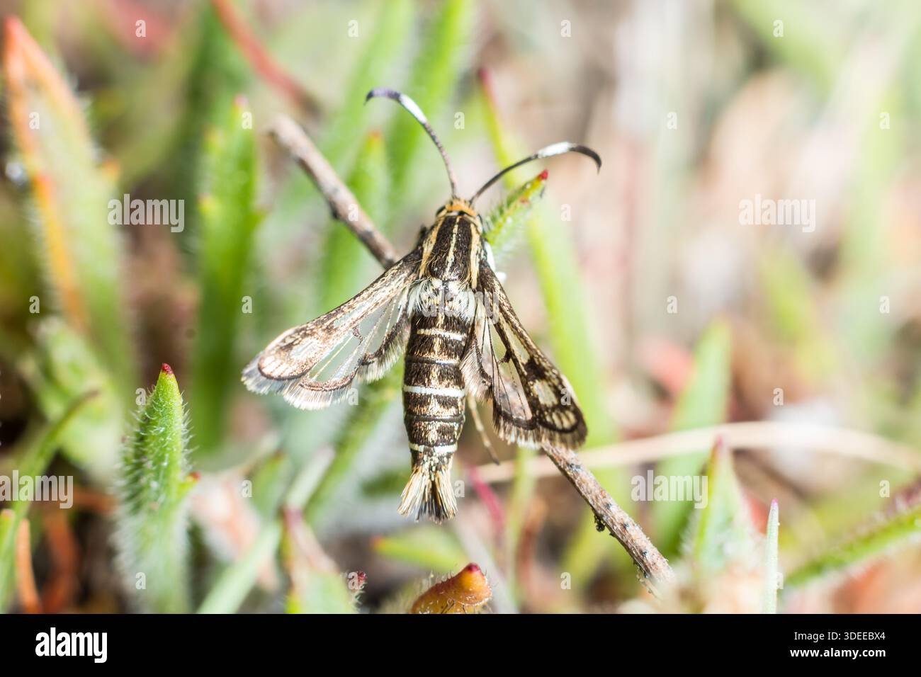 Pyropteron muscaeforme, eine adulte Motte inmitten einer kurzen Vegetation, Isles of Scilly, Juni Stockfoto