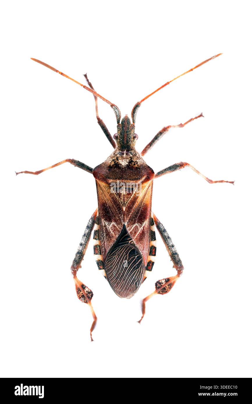 Westlicher Nadelkraut-Bug Leptoglossus occidentalis, ID-Aufnahme auf weißem Hintergrund, St. Mary's, Scilly-Inseln, Oktober Stockfoto