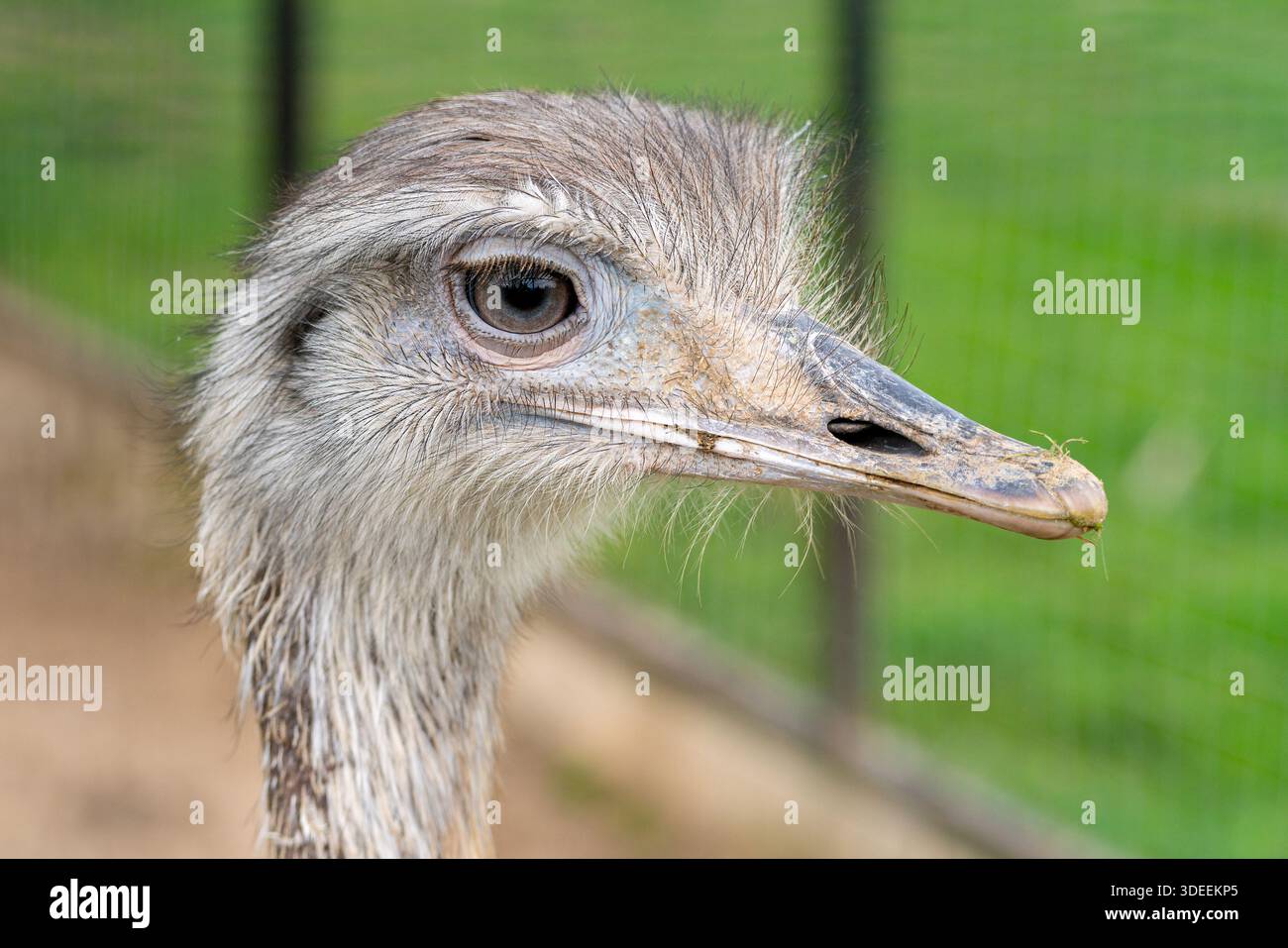 Lustiger Kopf eines jungen grauen Straußes. Die Welt der wilden Vögel. Stockfoto