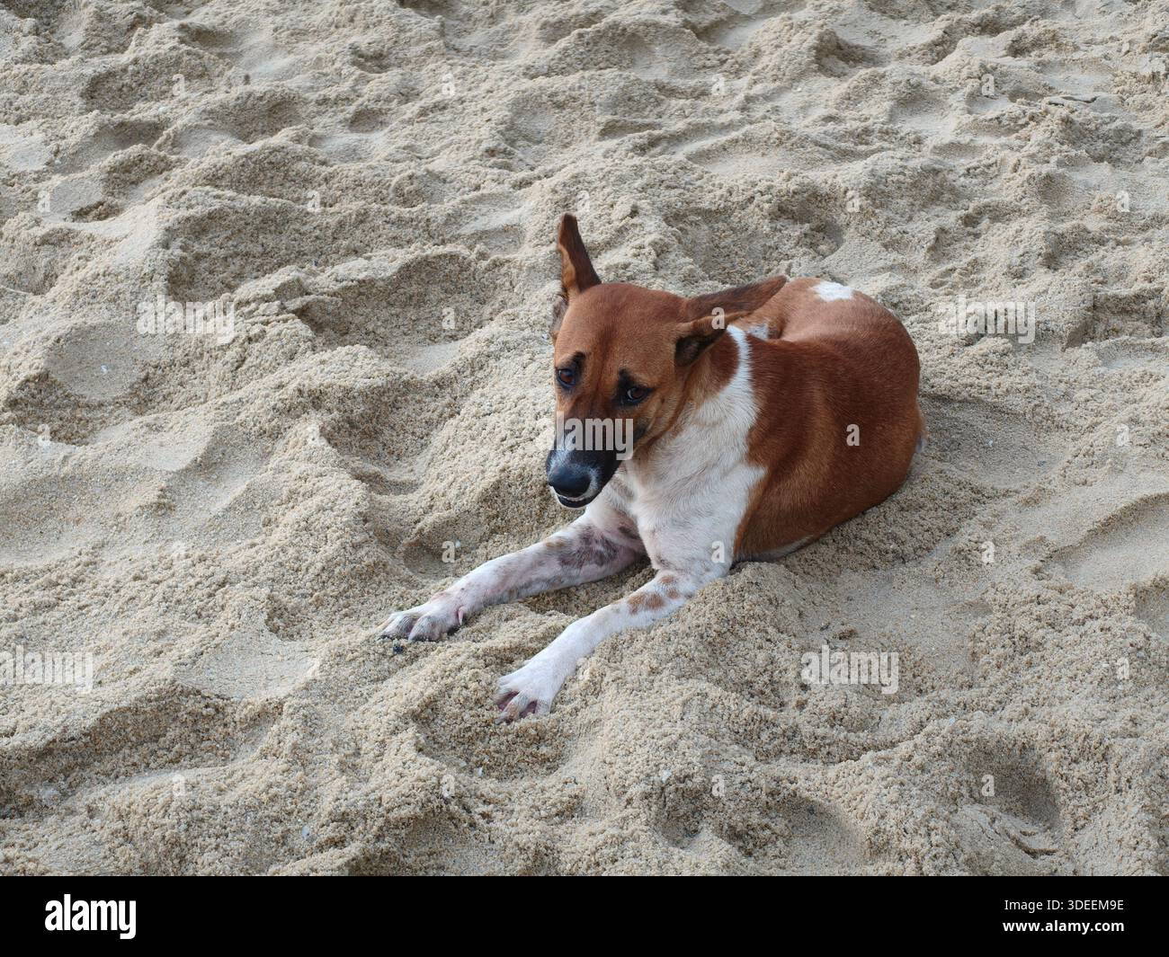 Eine Hunderuhe am Strand - Smartphone-aufgenommenes Stockfoto