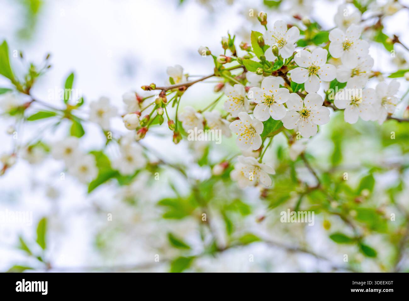 Frühlingskirschblüten unter natürlichen Bedingungen. Natürlicher, floraler weißer Hintergrund. Stockfoto