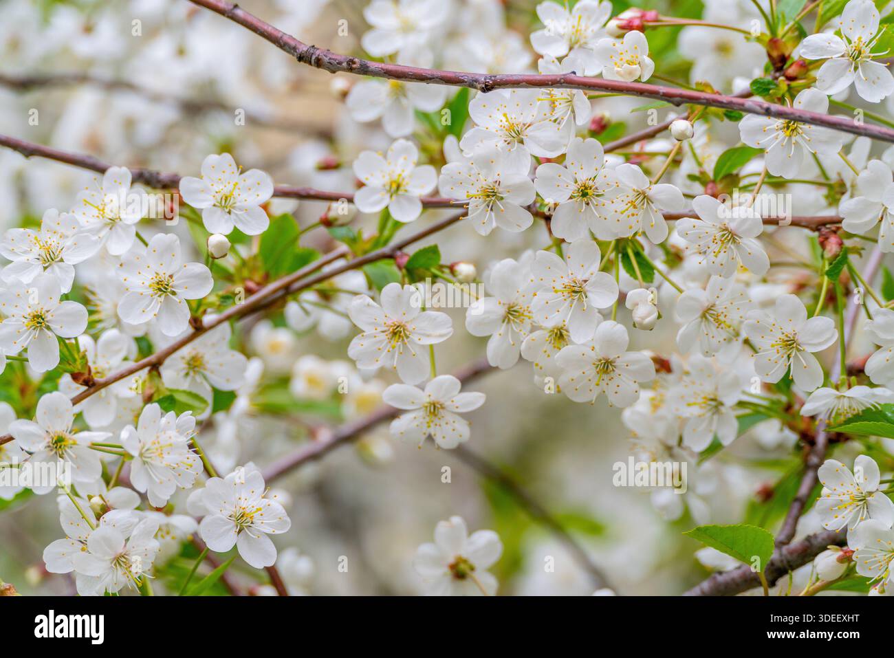Frühlingskirschblüten unter natürlichen Bedingungen. Natürlicher, floraler weißer Hintergrund. Stockfoto