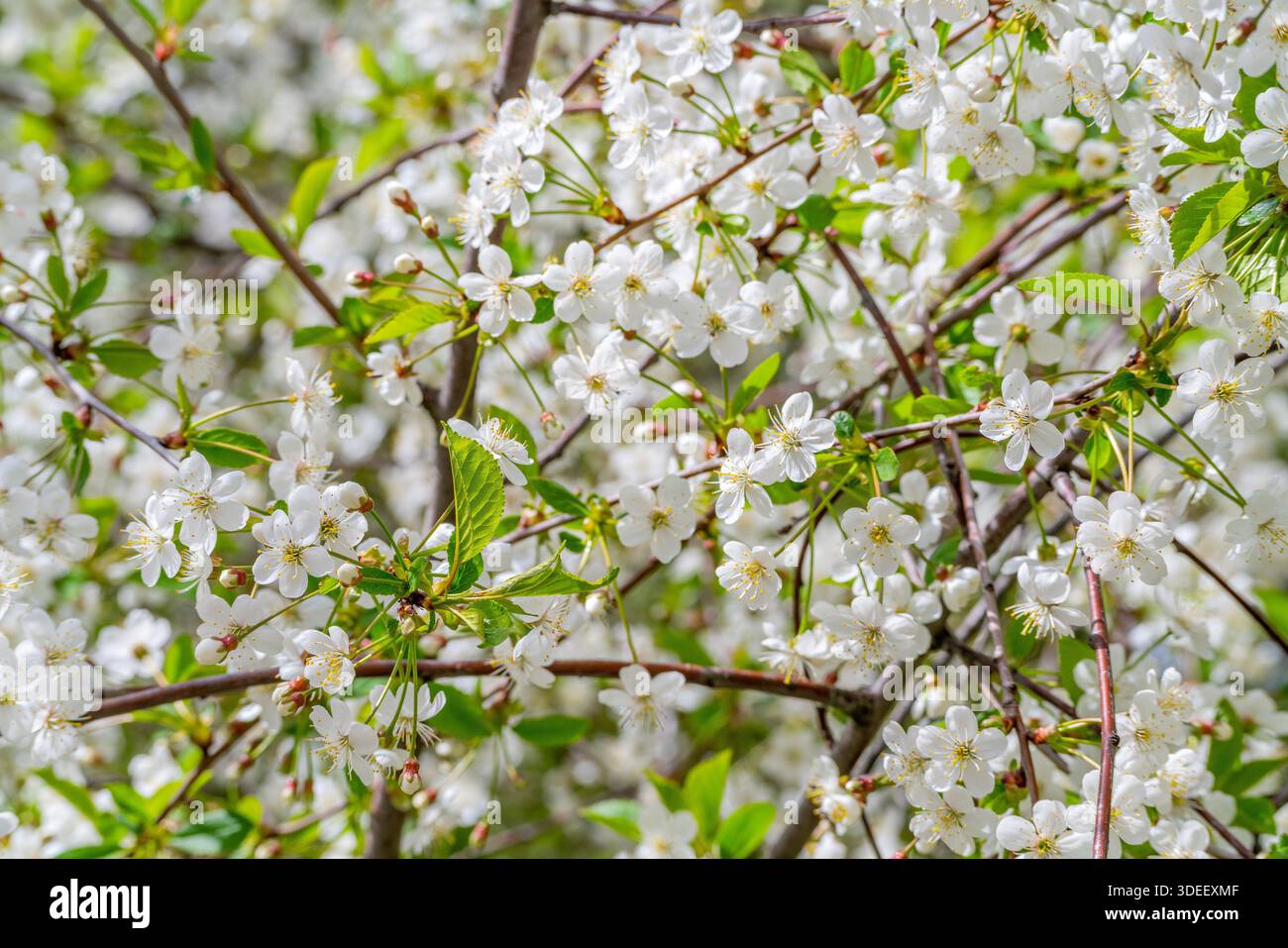 Frühlingskirschblüten unter natürlichen Bedingungen. Natürlicher, floraler weißer Hintergrund. Stockfoto