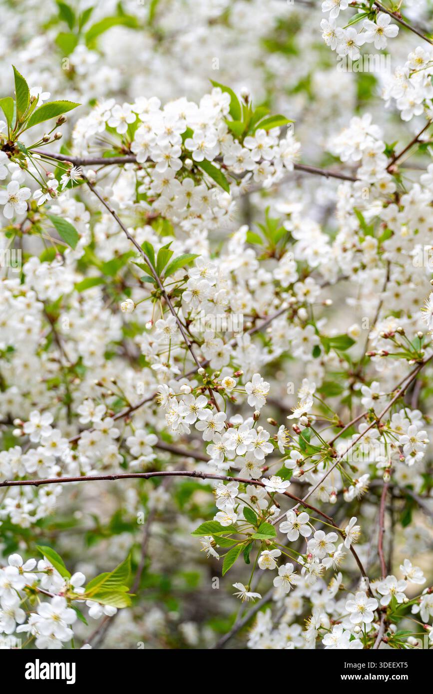 Frühlingskirschblüten unter natürlichen Bedingungen. Natürlicher, floraler weißer Hintergrund. Stockfoto