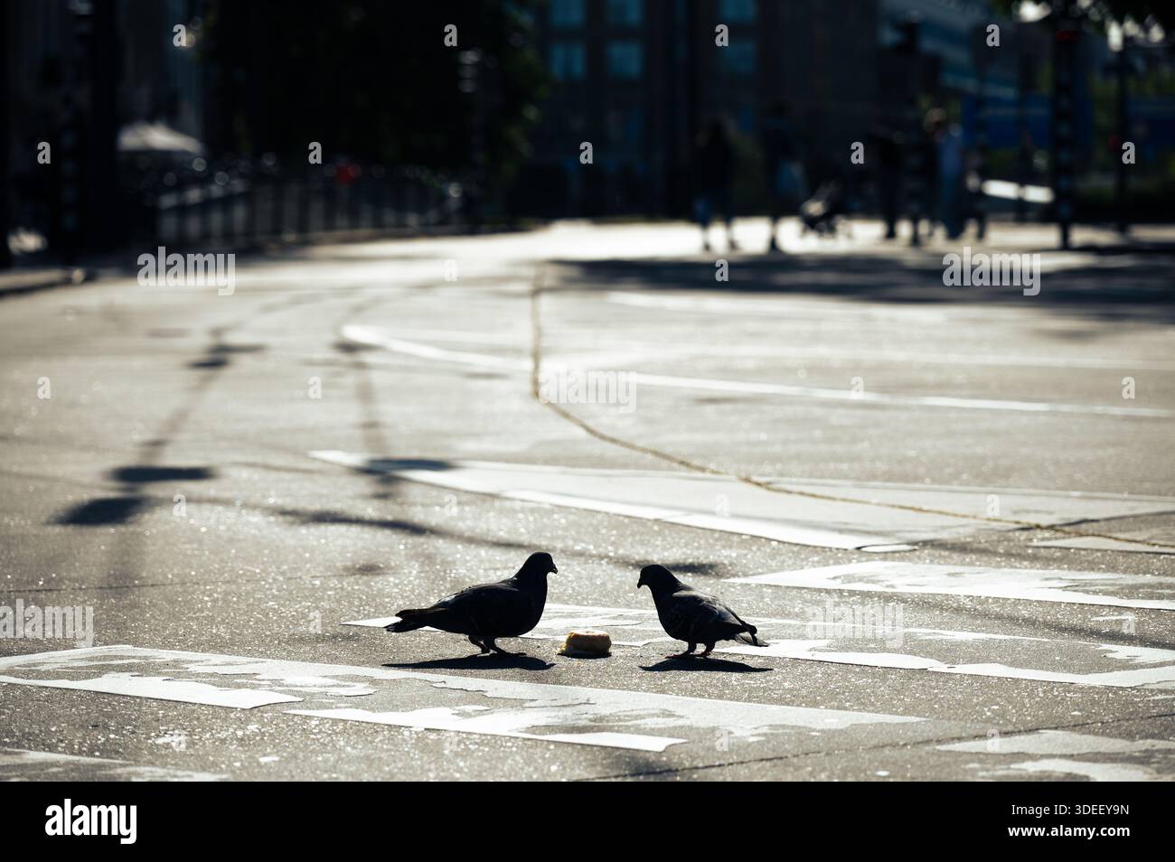 Zwei Tauben essen einen Donut auf einer sonnendurchfluteten Straßenzebraüberquerung. Stockfoto