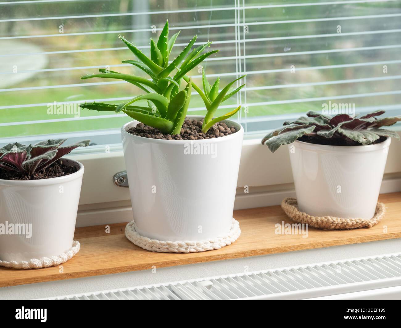 Zimmerpflanzen fensterbank -Fotos und -Bildmaterial in hoher Auflsung   Alamy