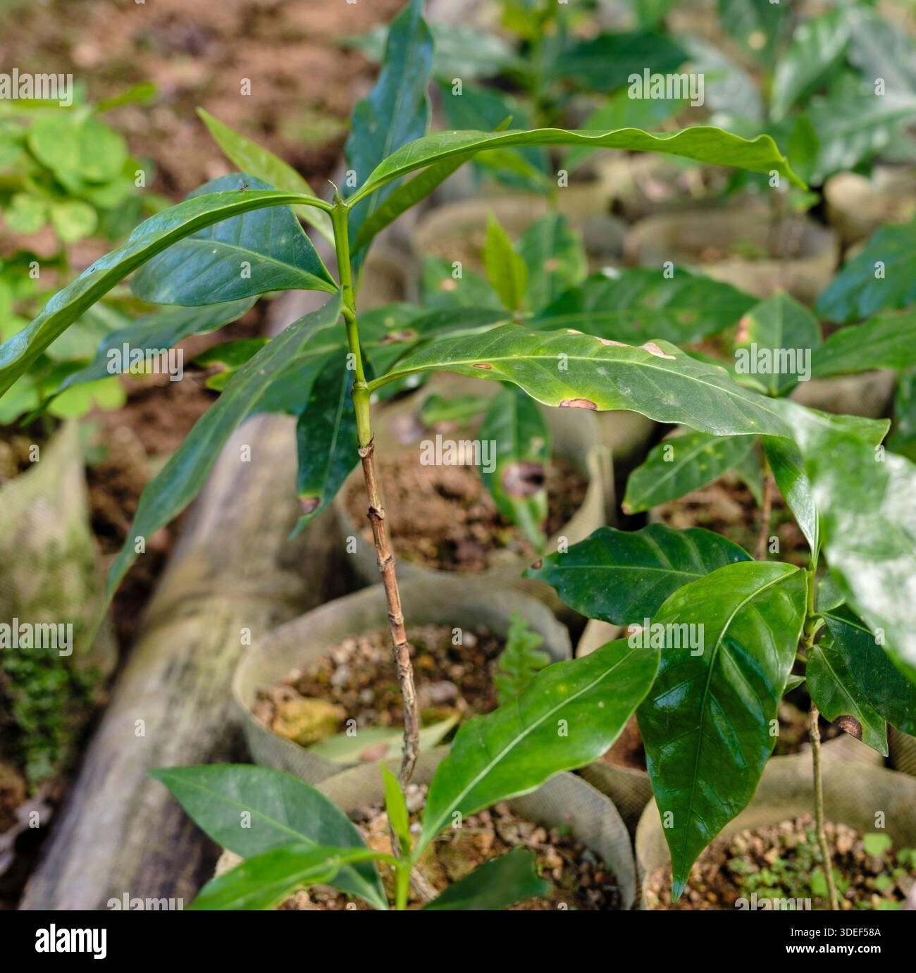 Kaffeebaumpflanze in einer Plantagenschule-Nahaufnahme Stockfoto