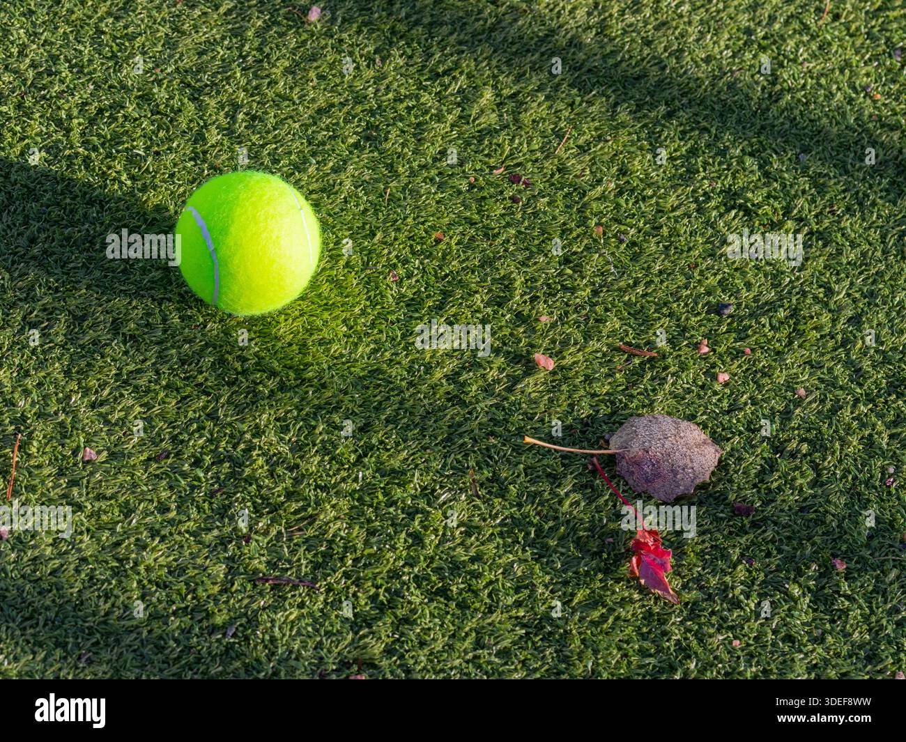 Nahaufnahme eines fluoreszierenden gelb-grünen Tennisballs auf grünem Astrorasen mit weißer Naht, Sonnenlicht, das Schatten wirft, verstreute Kieselsteine und gefallenes braunes A Stockfoto