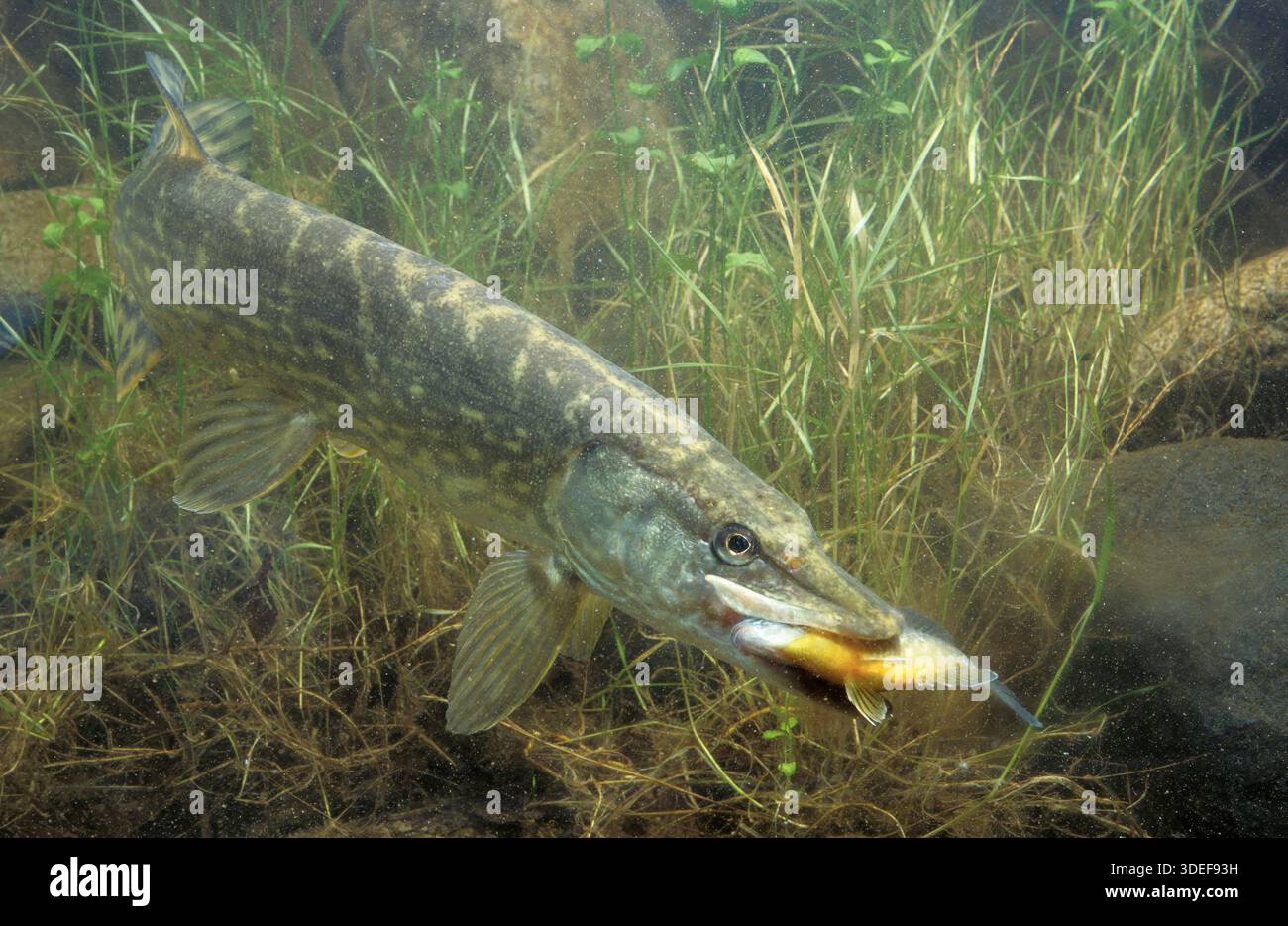 Nördlicher Hecht, Hecht (Esox lucius), der einen Sonnenfisch fängt Stockfoto