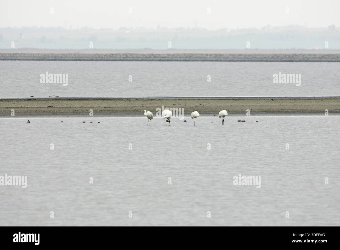 Keuchkran Grus americana auf Migration Cheyenne Bottoms National Wildlife Refuge Kansas USA Stockfoto